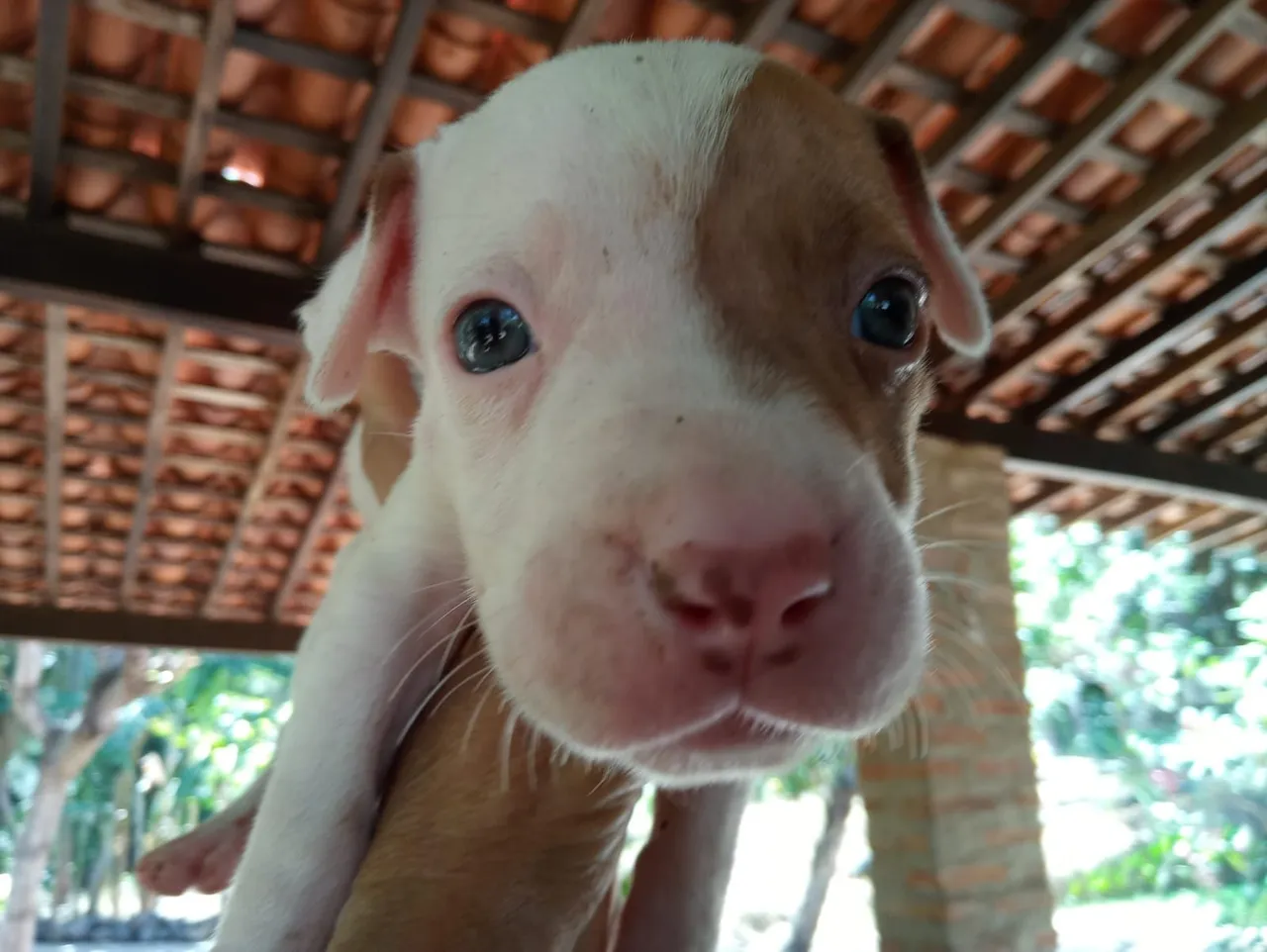 Filhote de Pitbull disponível