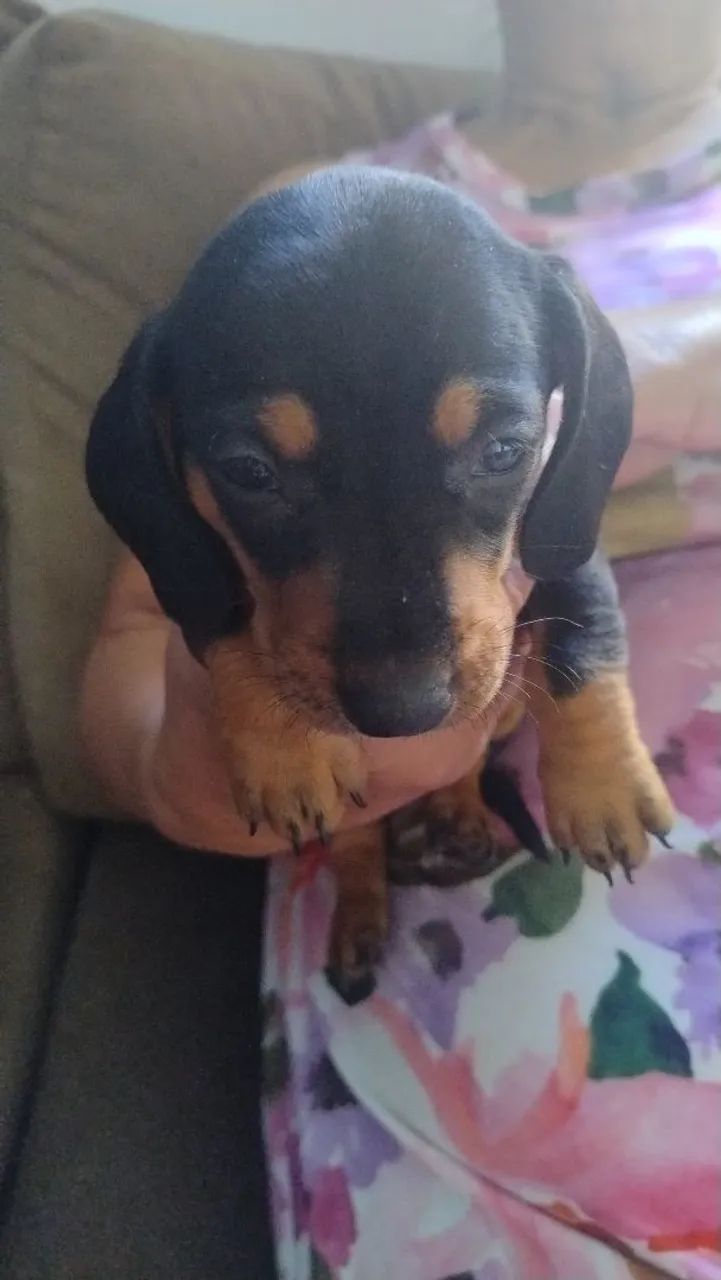 Filhotes de Dachshund disponíveis - Foto 6