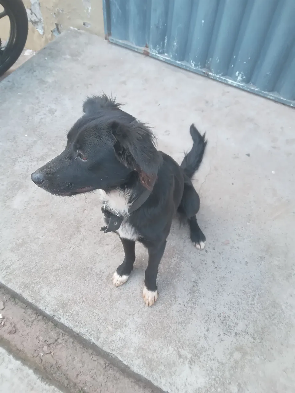 Cãozinho adorável para adoção