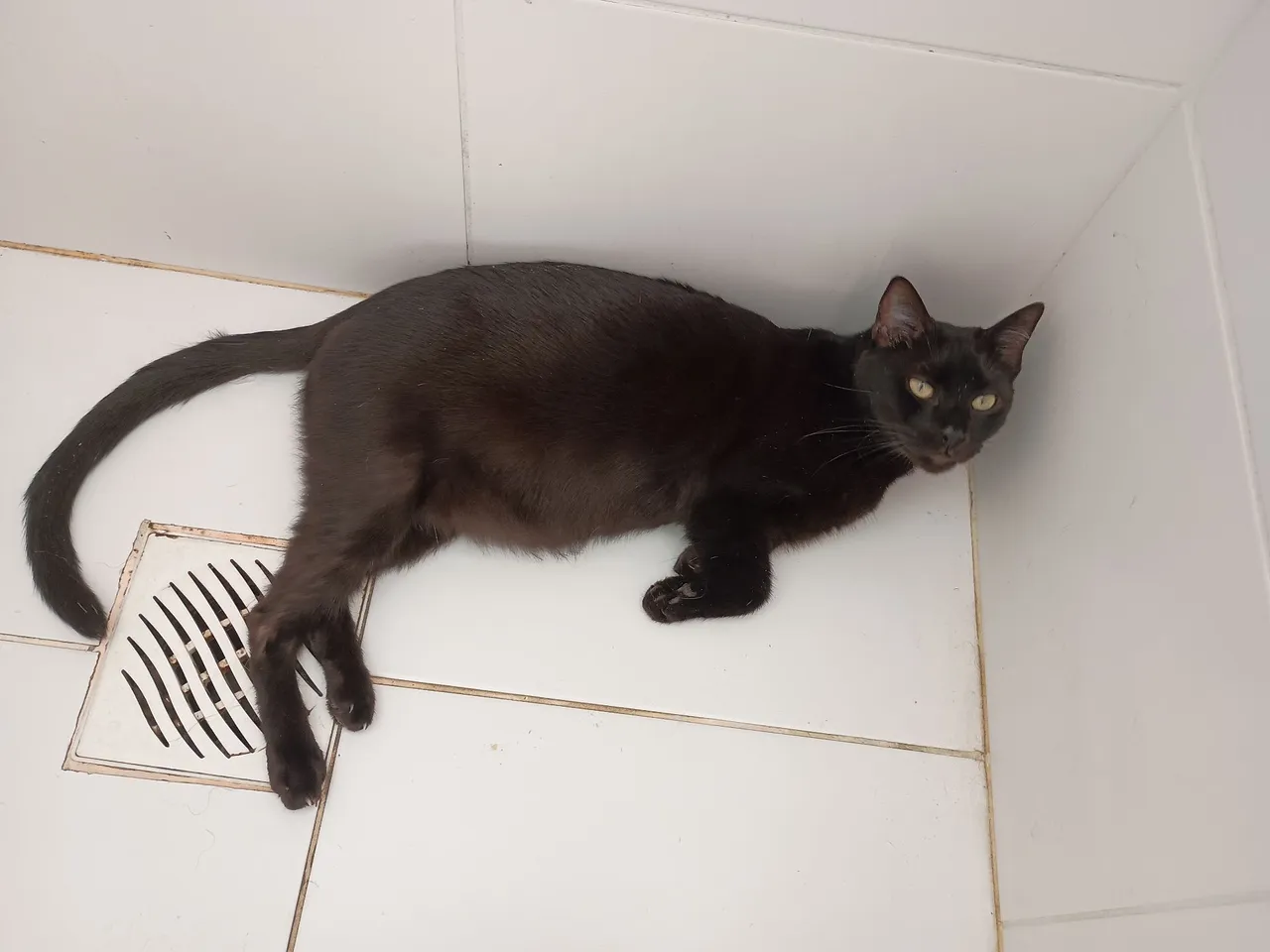 Gato Preto Adorável