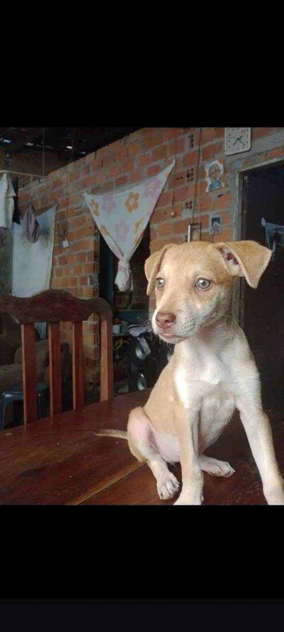 Cadela para doação 