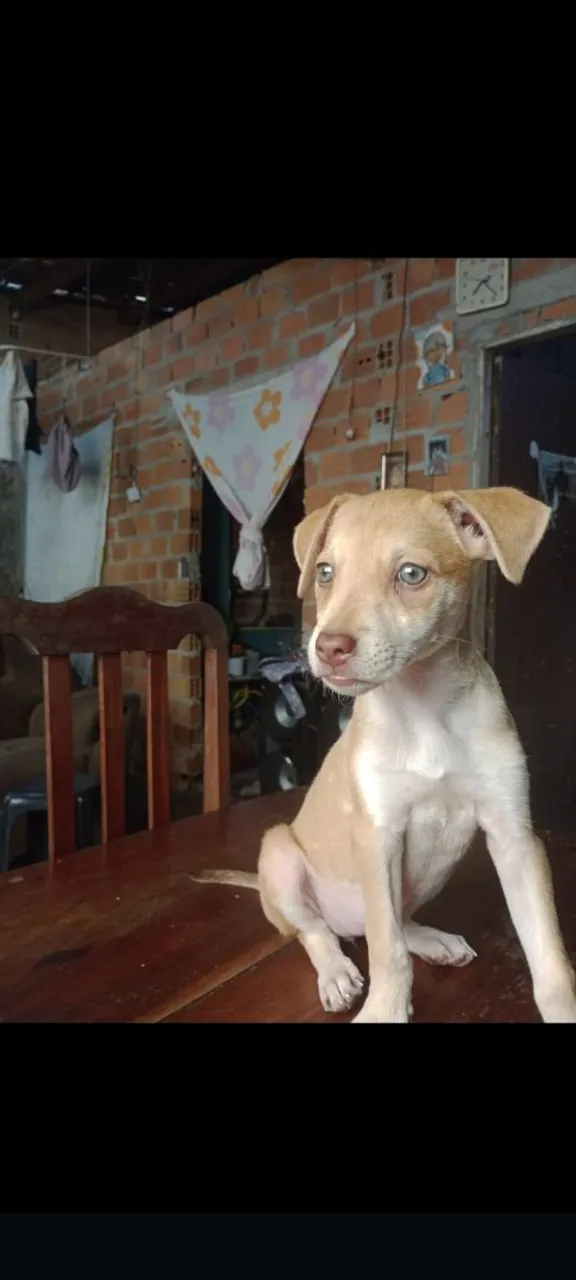 Cadela para doação
