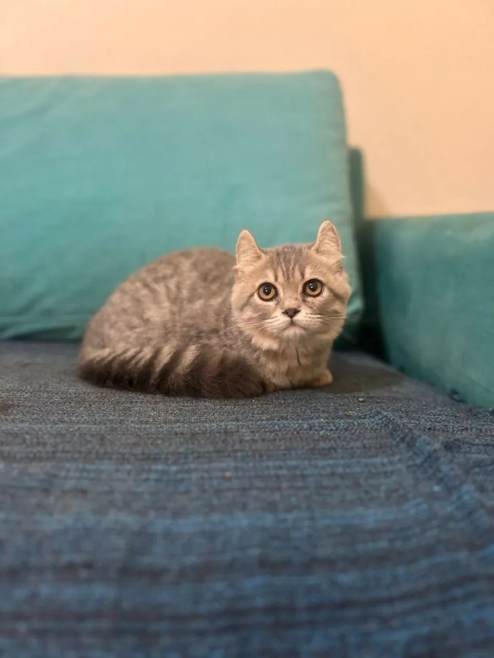 Munchkin kinkalow blue tabby macho - Foto 2