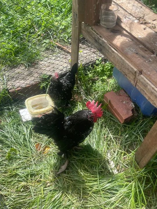 Pintinhos Belgian mottled ( poucas unidades)  - Foto 3