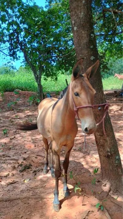 Mula de 1 ano  - Foto 3