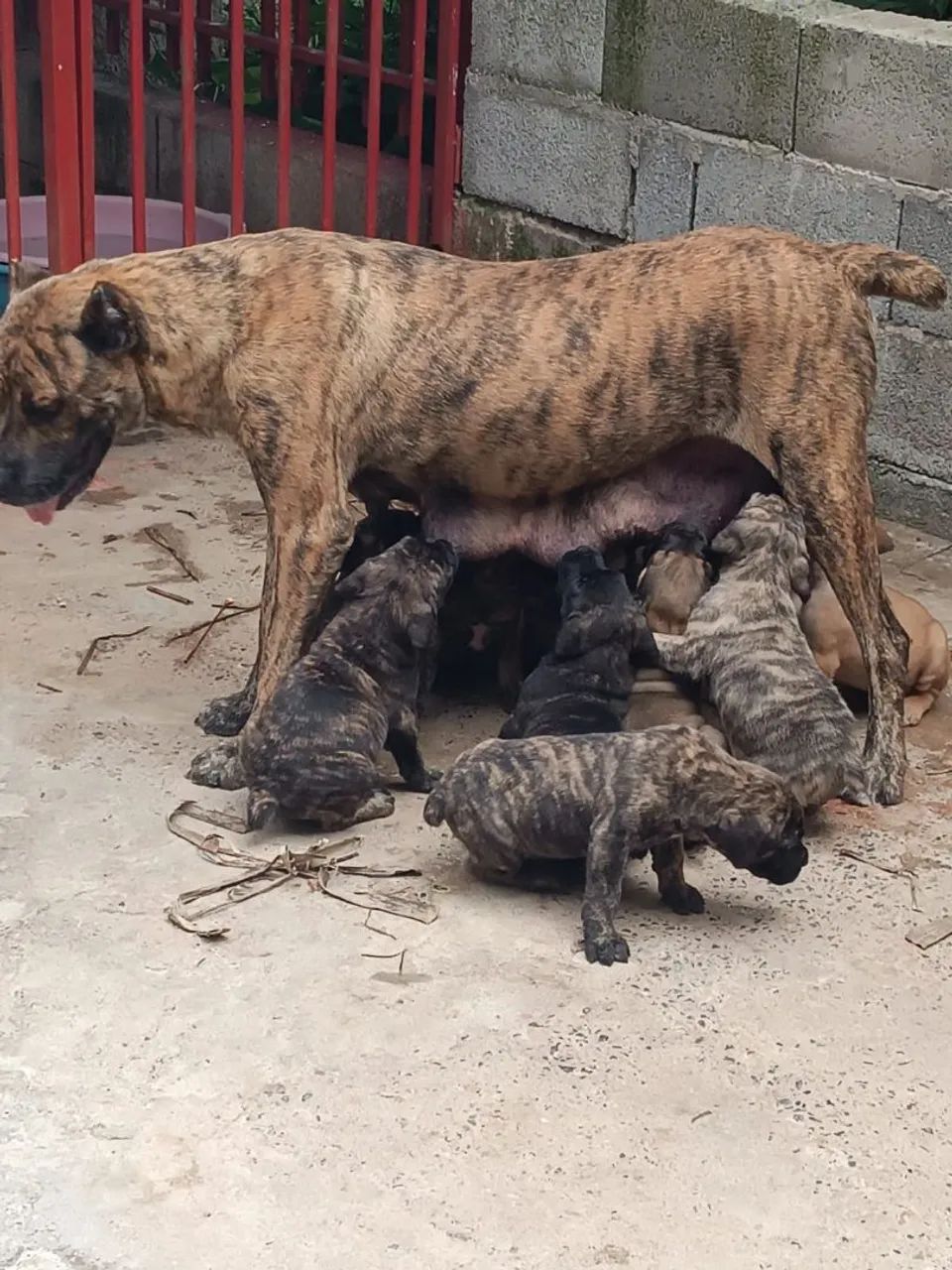 Filhote Cane Corso - Foto 4