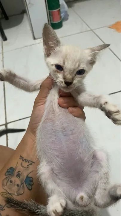 Gatinhos Siamês - Lindos e Carinhosos - Foto 5