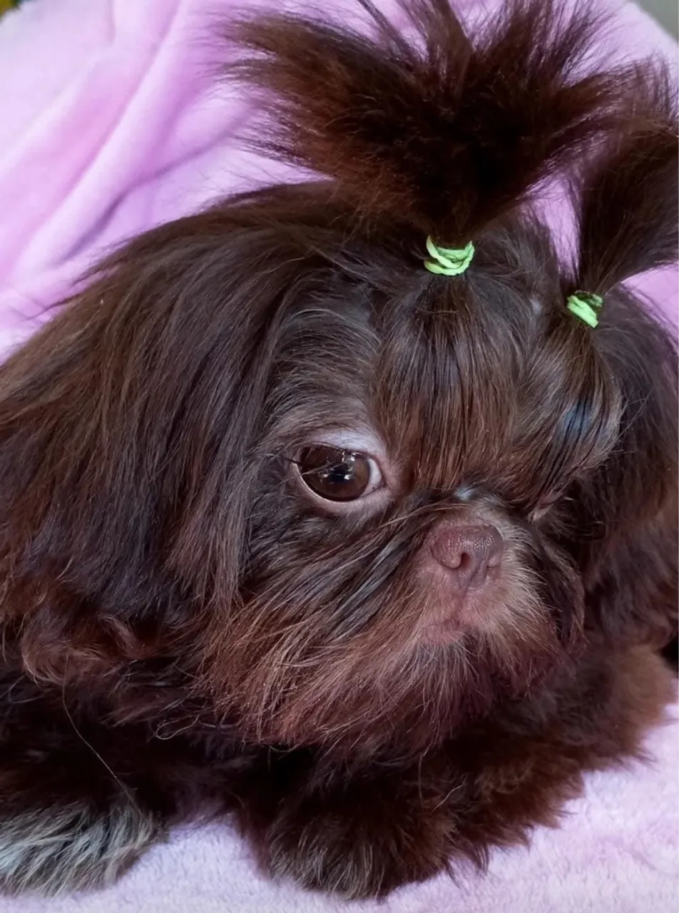 Filhote Shih Tzu