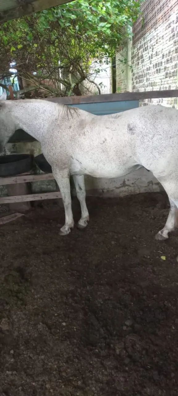 Vendo cavalo  - Foto 2
