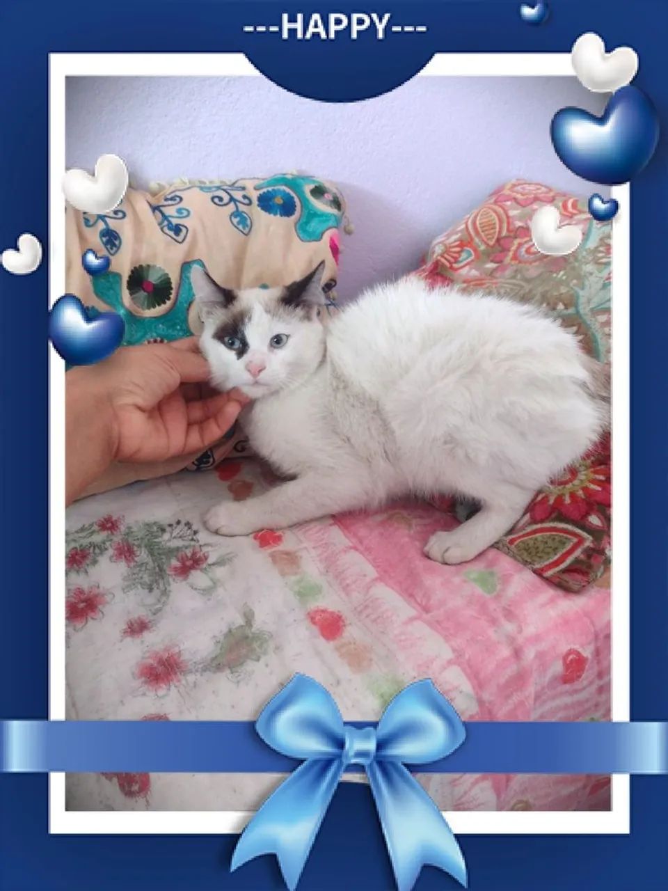 Lindos filhotes de ragdoll  - Foto 3