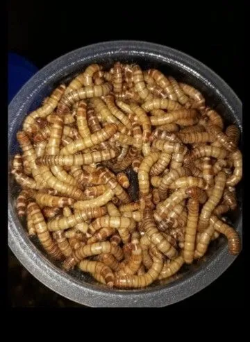 Larvas de Tenébrio Molitor para Alimentação Animal