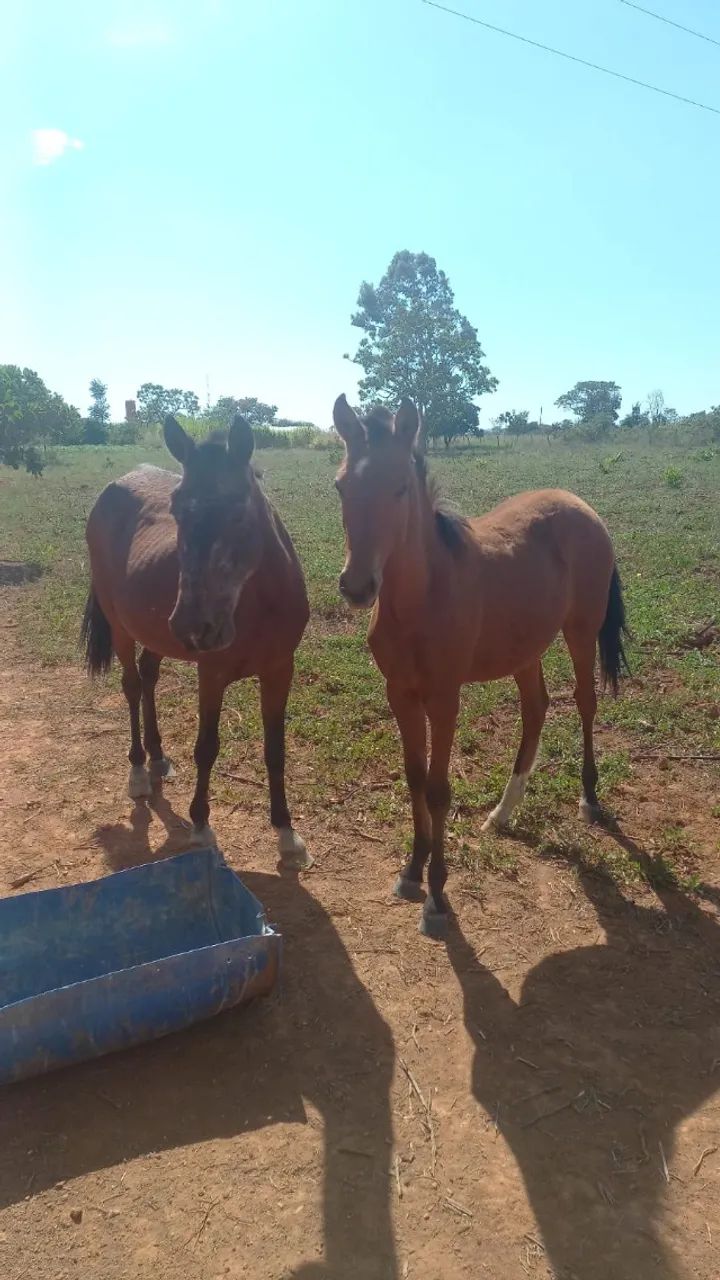 Vendo égua  - Foto 2