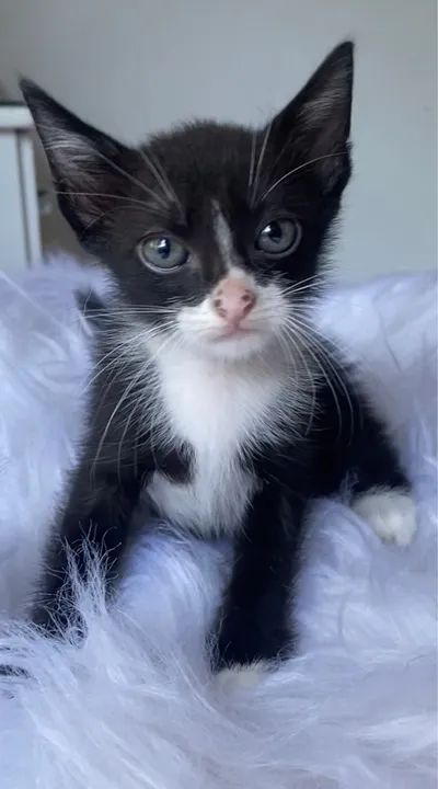 Gatinho preto e branco filhote 2 meses - Foto 2
