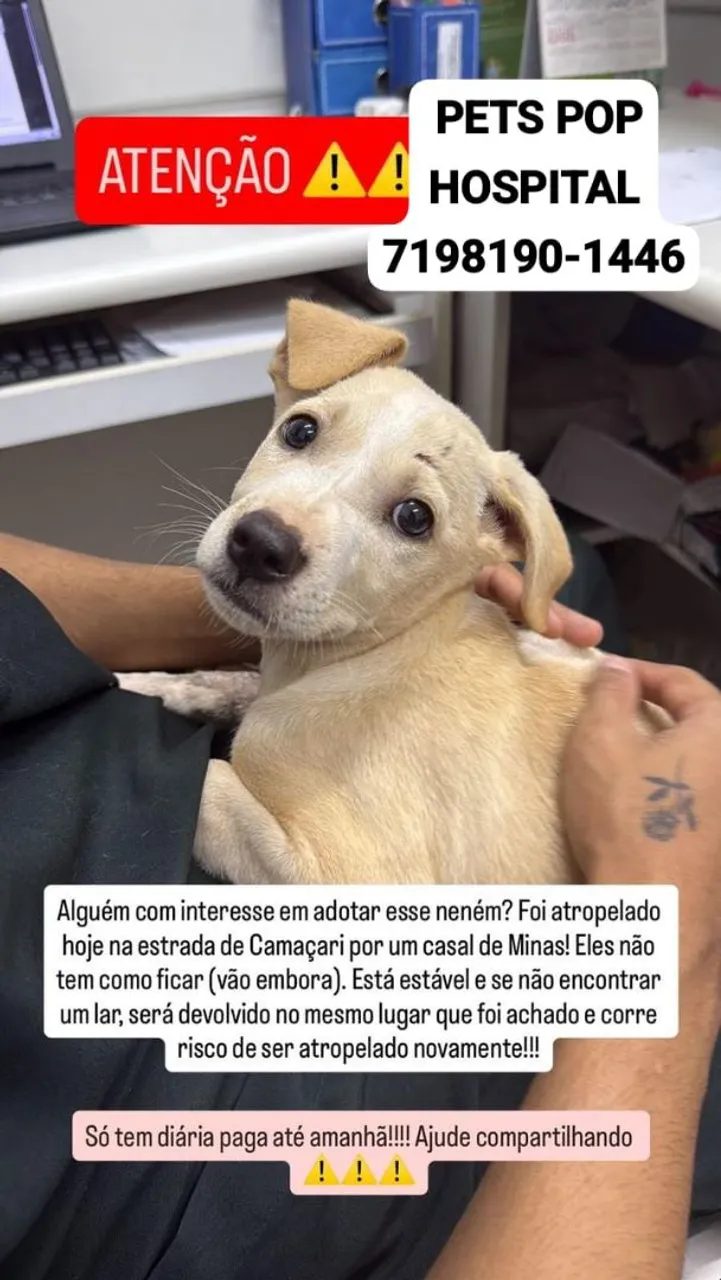 Filhote para adoção urgente