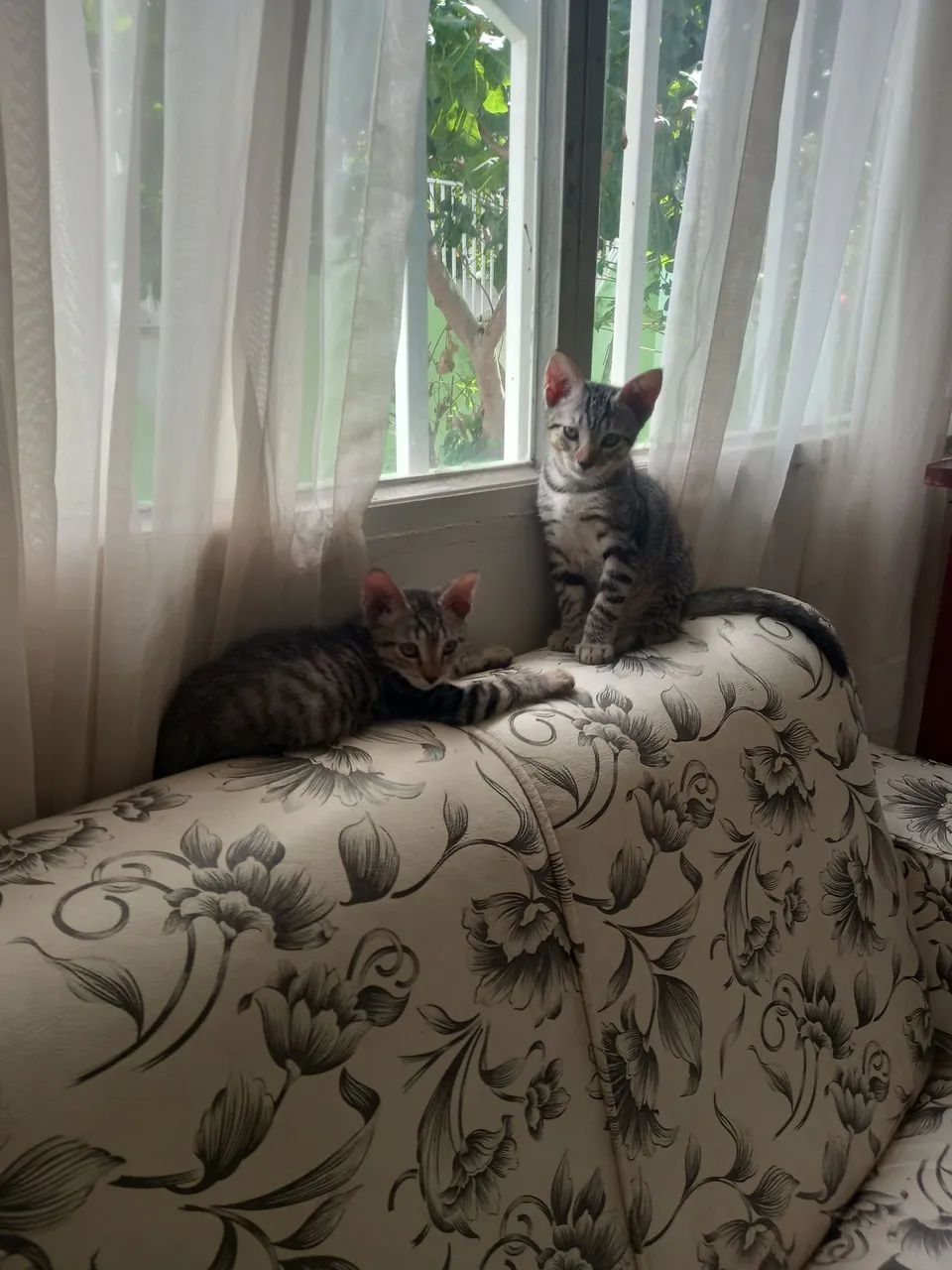 Gatinho Filhote Cinza Listrado - Para Adotar! - Foto 2