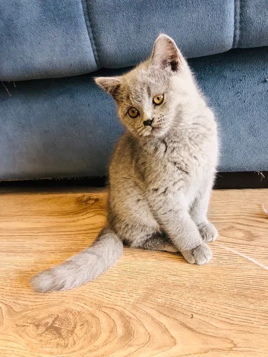 Gatinhos da raça British Shorthair Cinza Fofos de mais! - Foto 3