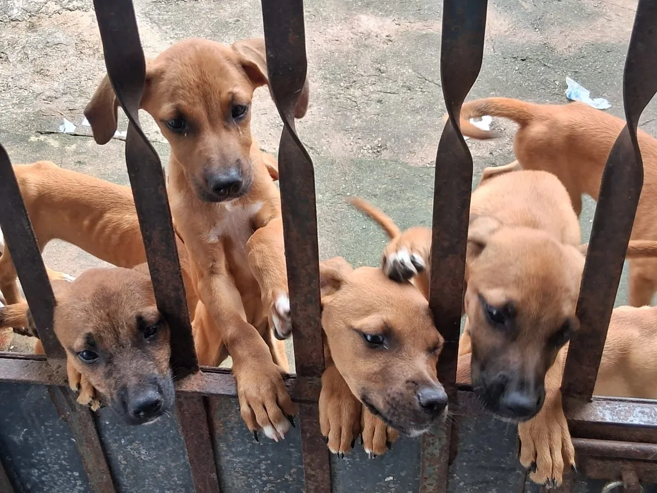 Filhotes de Pastor com Boxer
