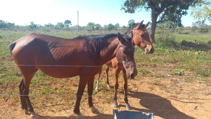 Vendo égua  - Foto 5