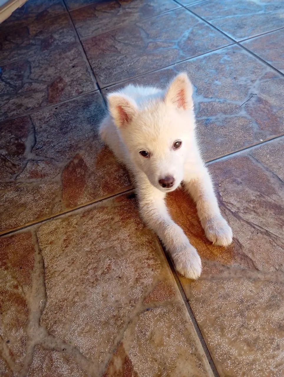 Filhote de Husky Siberiano