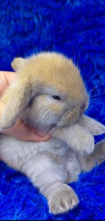 Seu pet aqui (ZAP na descrição) aceitamos cartão  - Foto 3