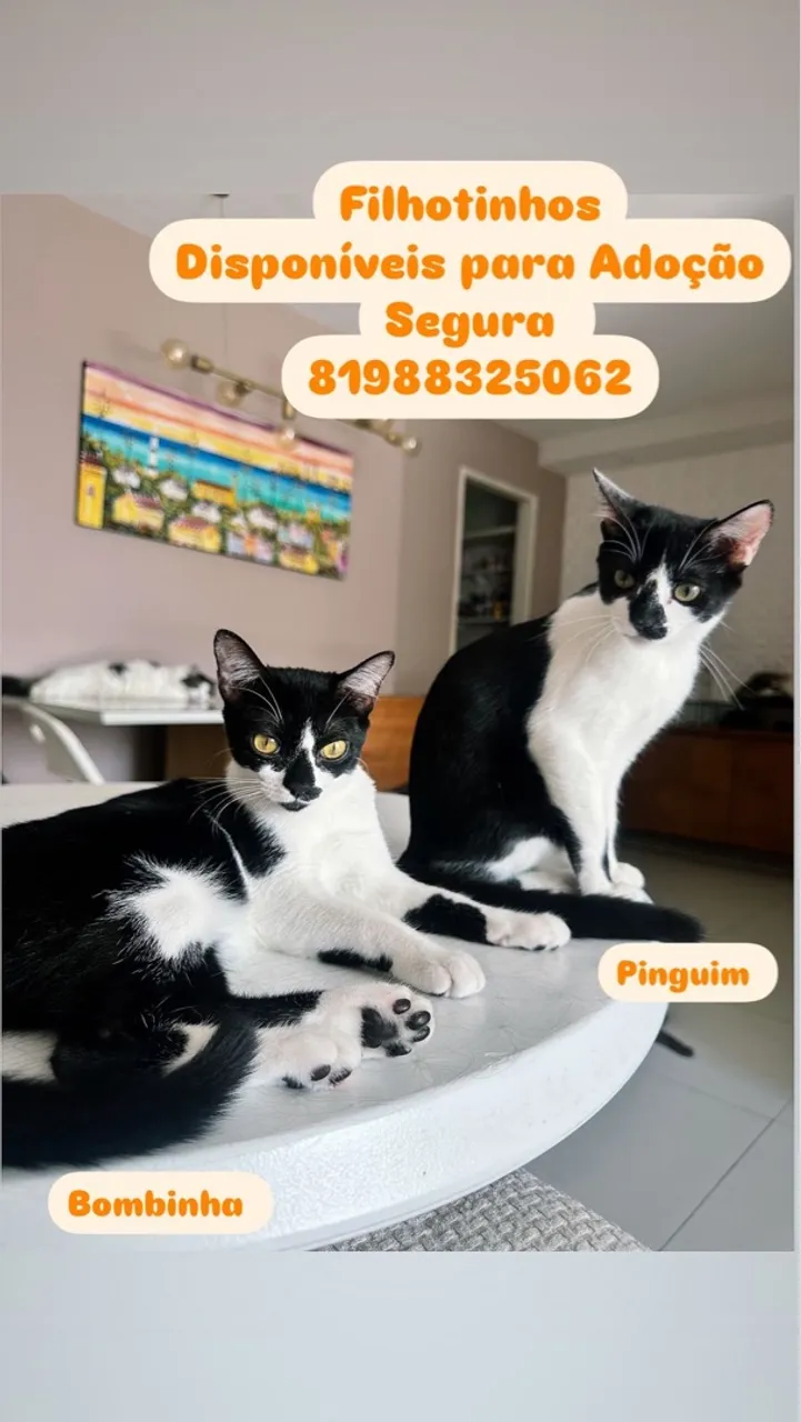 Gatinhos para Adoção Segura - Bombinha e Pinguim