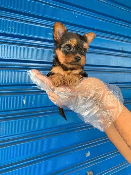 Yorkshire Terrier Padrão CBKC - Foto 4