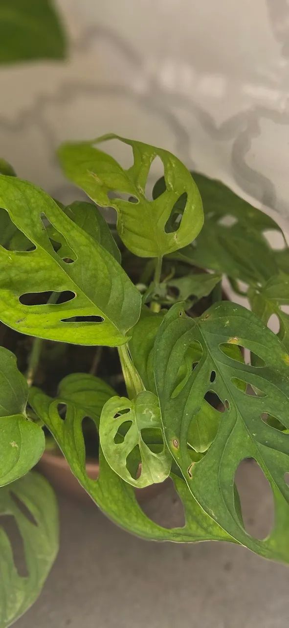 MUDAS DE PLANTAS 64305624057986121