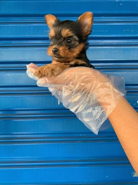 Yorkshire Terrier Padrão CBKC