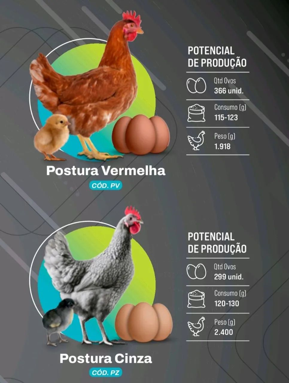 Pintinhos postura e caipira - Foto 6