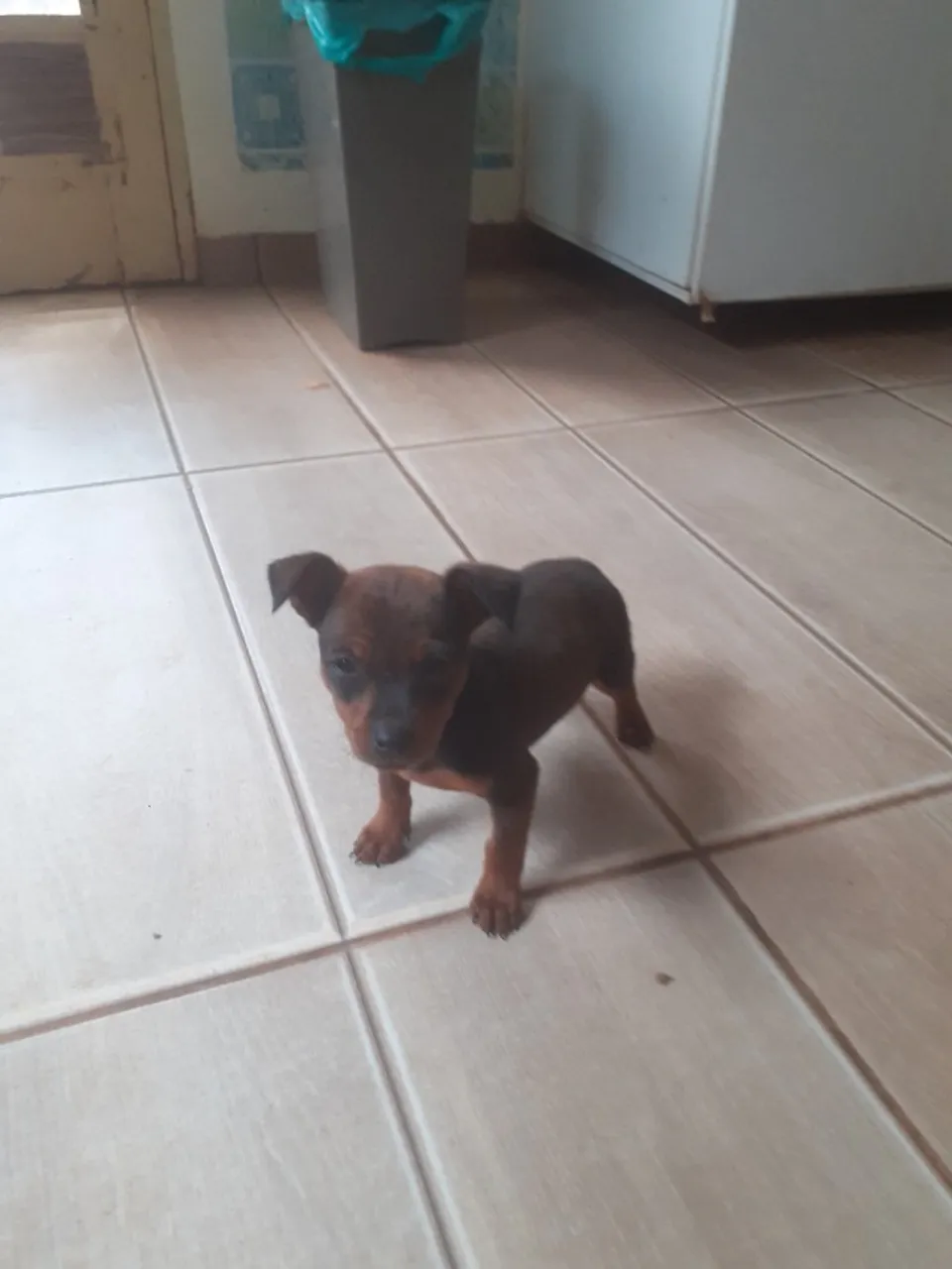 FILHOTE DE PINSCHER N ° 1