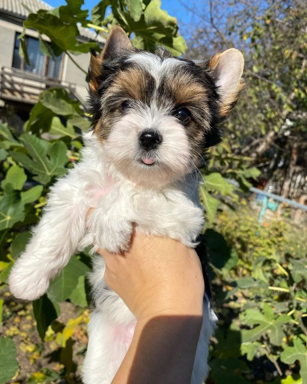 Filhote de cachorro adorável e fofo Yorkshire Biewer Macho