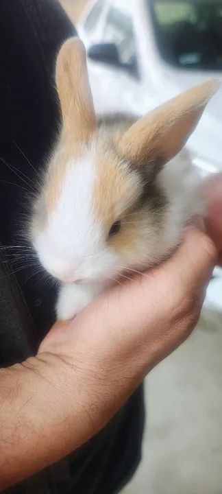 Coelho Mini Lion Raça Pura - Foto 5