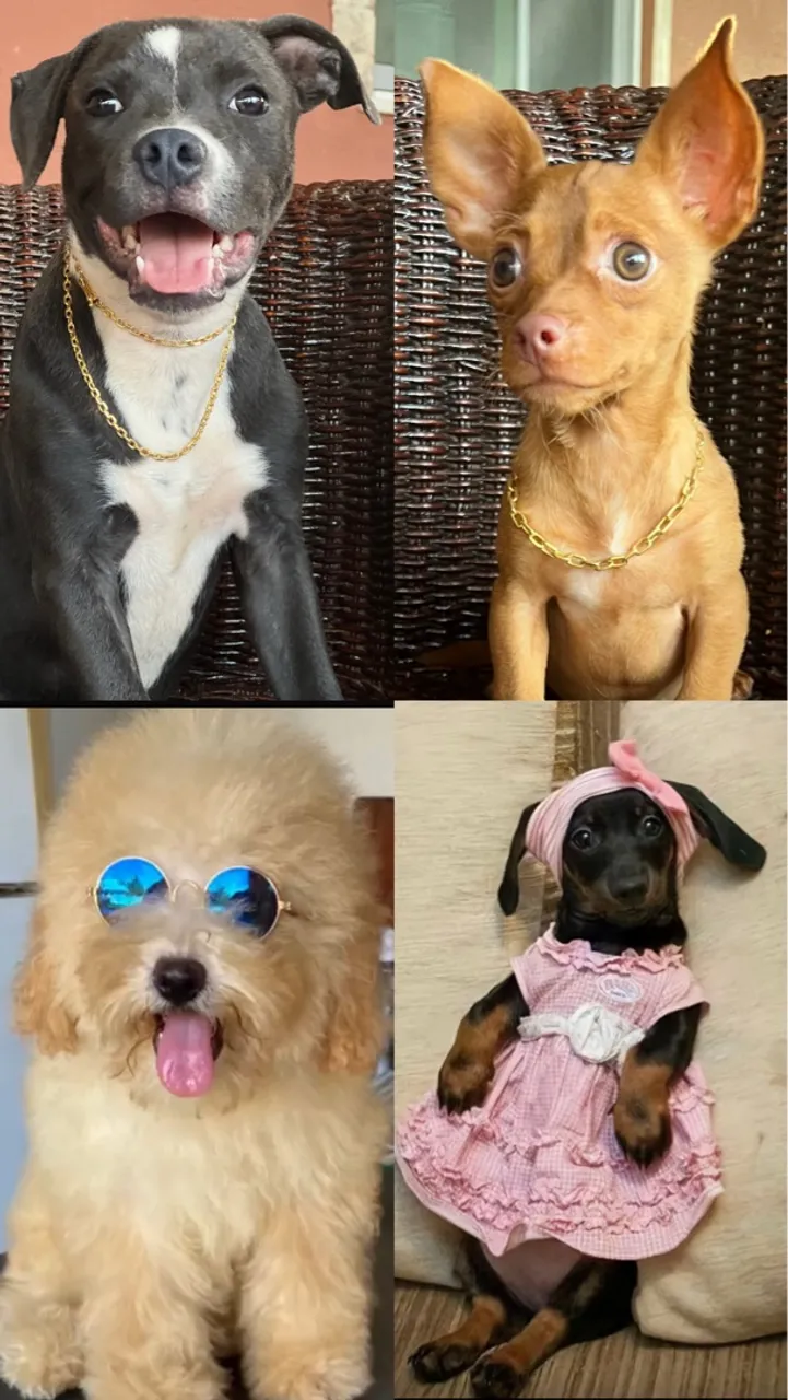Várias raças disponíveis em promoção @canilmypetceara