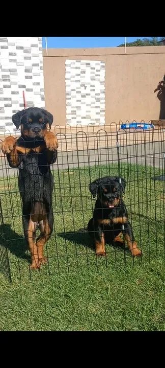 Rottweiler de alta qualidade  - Foto 6