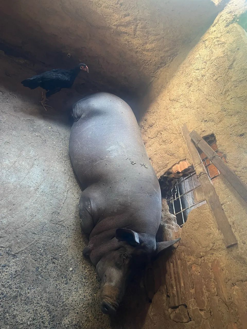 Porco caipira  - Foto 2