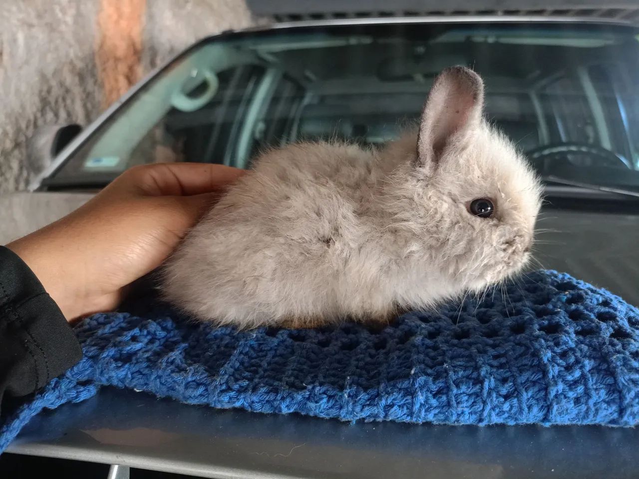 Coelho filhote  - Foto 3