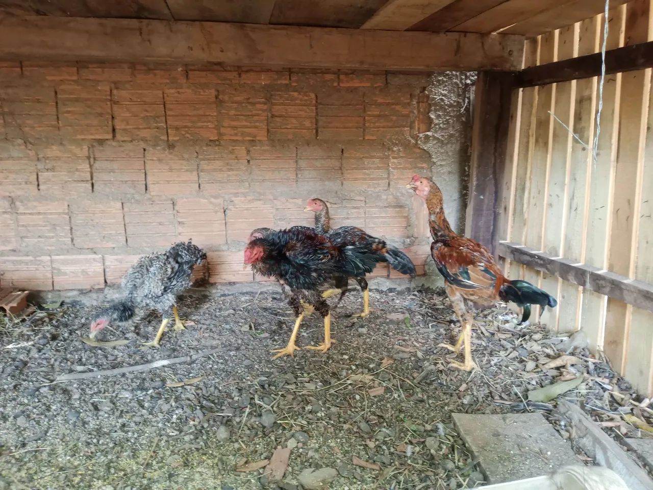 Frango caipira  - Foto 2