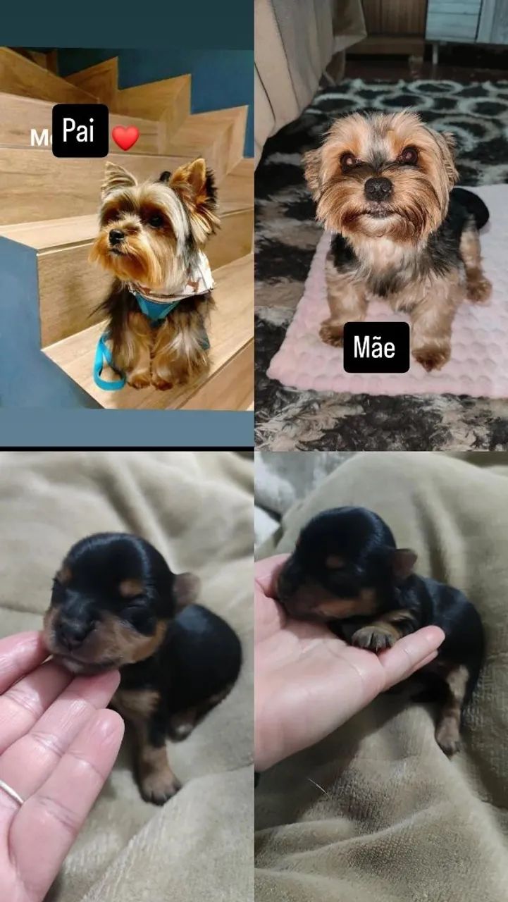 Terrier Filhote Yorkshire Toy Olx Filhotes Yorkshire Terrier