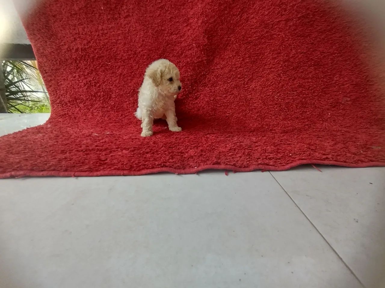 Filhote de   Poodle toy cachorro adorável - Foto 2