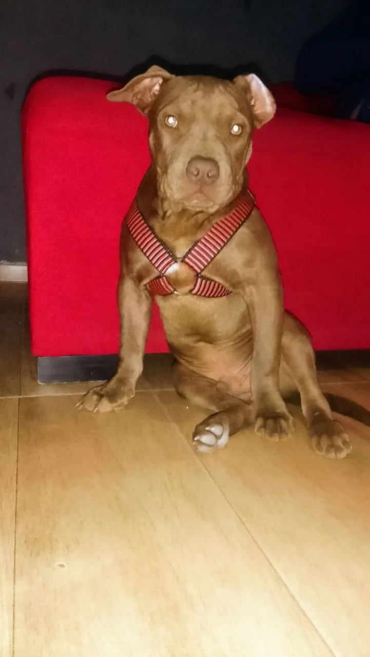 Pitbull Filhote - pety mostro