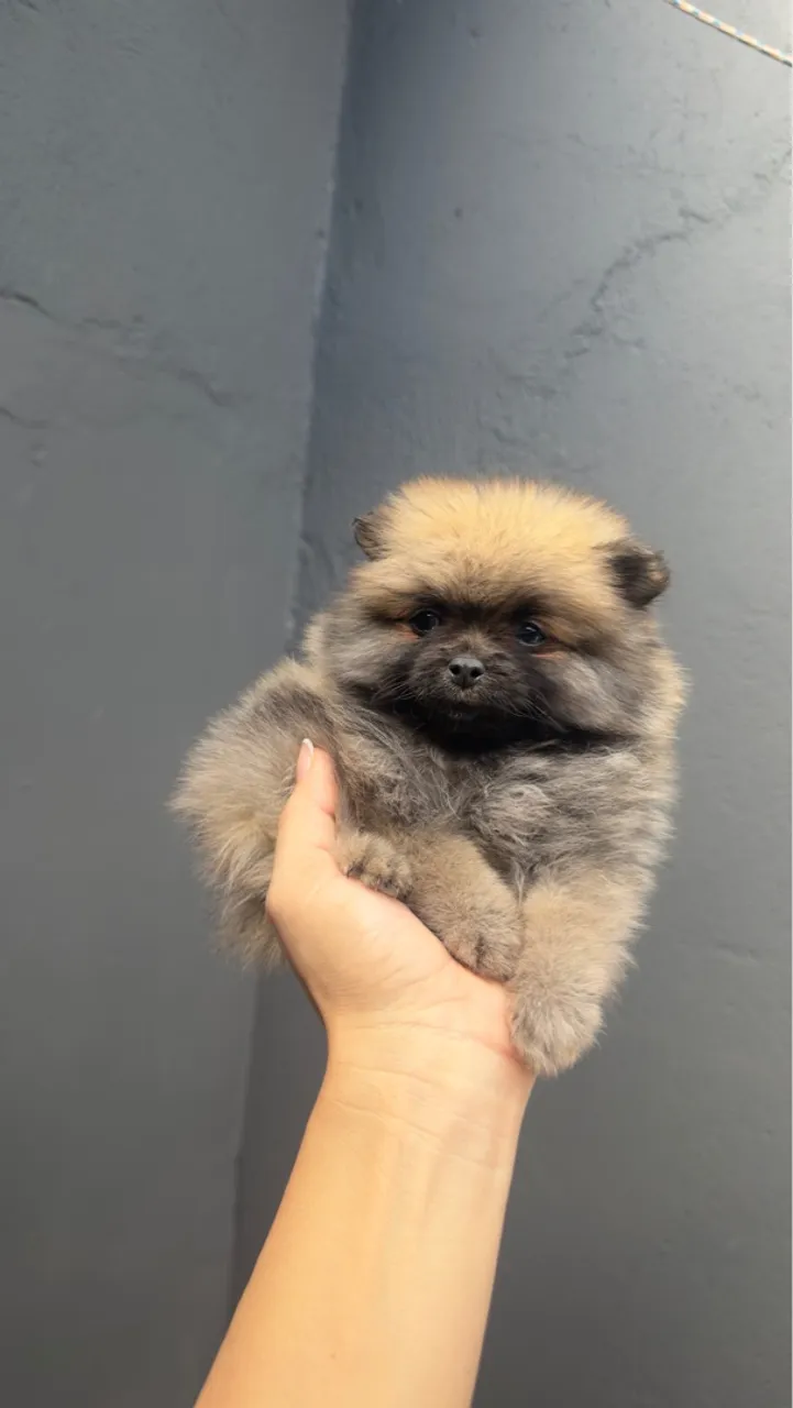 Filhotinho de Spitz Alemão disponível!