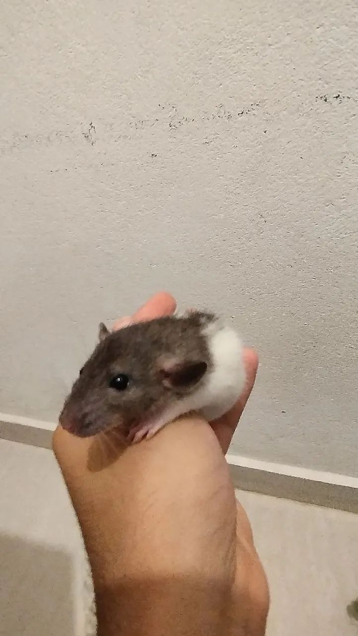 Reserva Hevelin64860947029761120