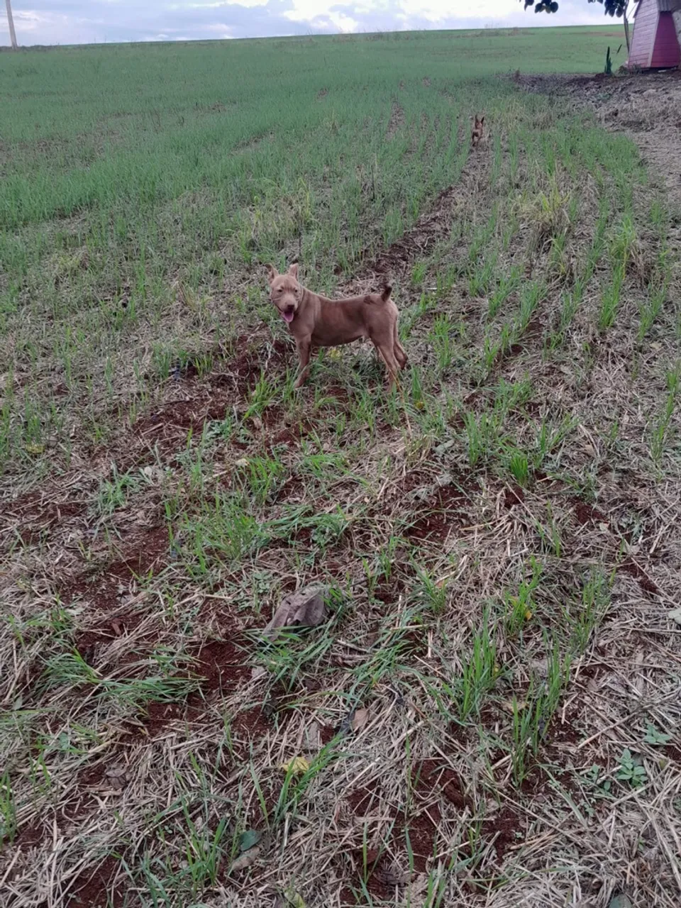 Vendo casal de pit bull monster