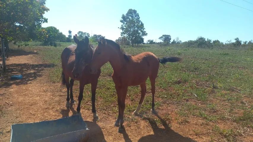 Vendo égua  - Foto 3