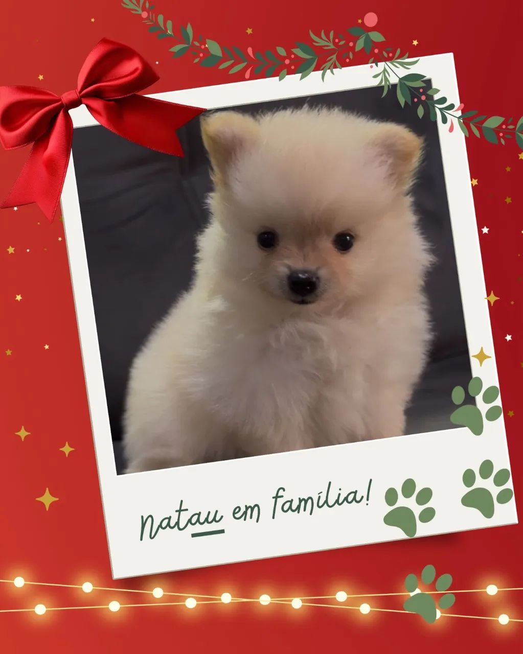 Lulu da Pomerania - Foto 2