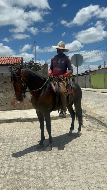 Cavalo Mangalarga Marchador 