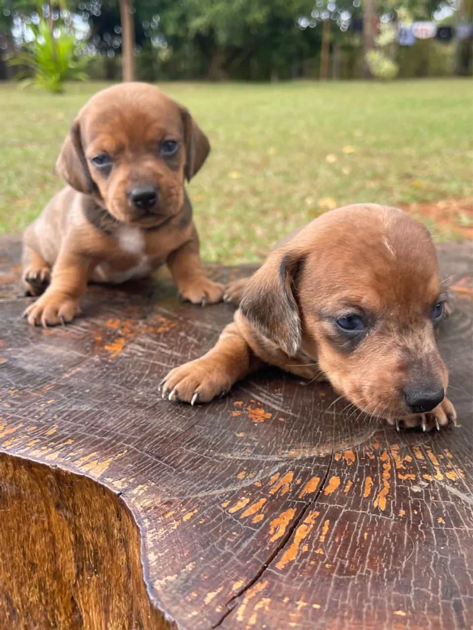 Filhotes de Dachshund Machos