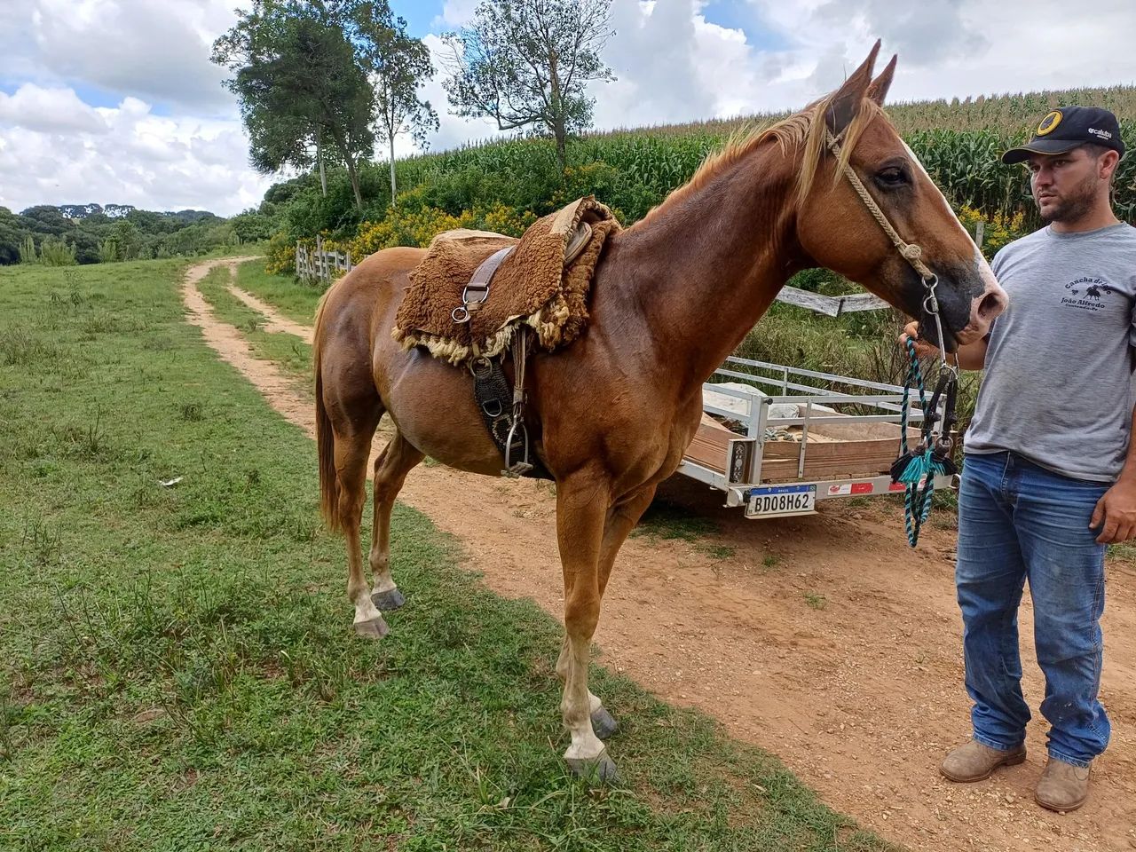 Cavalo quarto de milha de confiança  - Foto 4