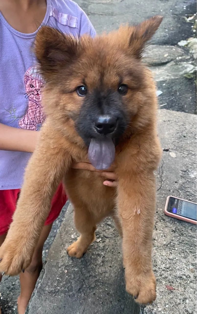 Filhote Chow-Chow