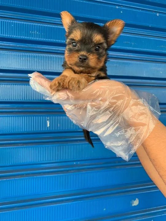 Yorkshire Terrier Padrão CBKC - Foto 3